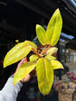 Philodendron ‘Painted Lady’ with trailing stems and heart-shaped leaves featuring dark green centers and creamy white to pink variegated edges, displayed in a nursery pot at Urban Tropicana plant shop, Chiswick, London