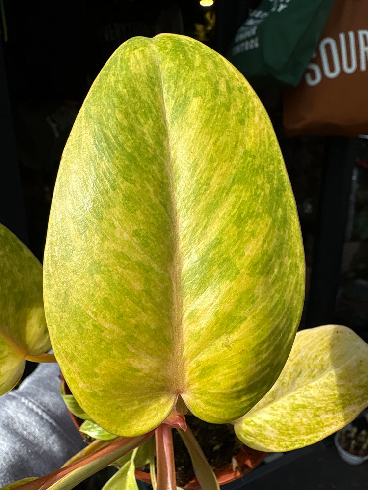 Close-up of a Philodendron ‘Painted Lady’ leaf showing velvety texture with striking green, cream, and pink variegation, in a nursery pot.