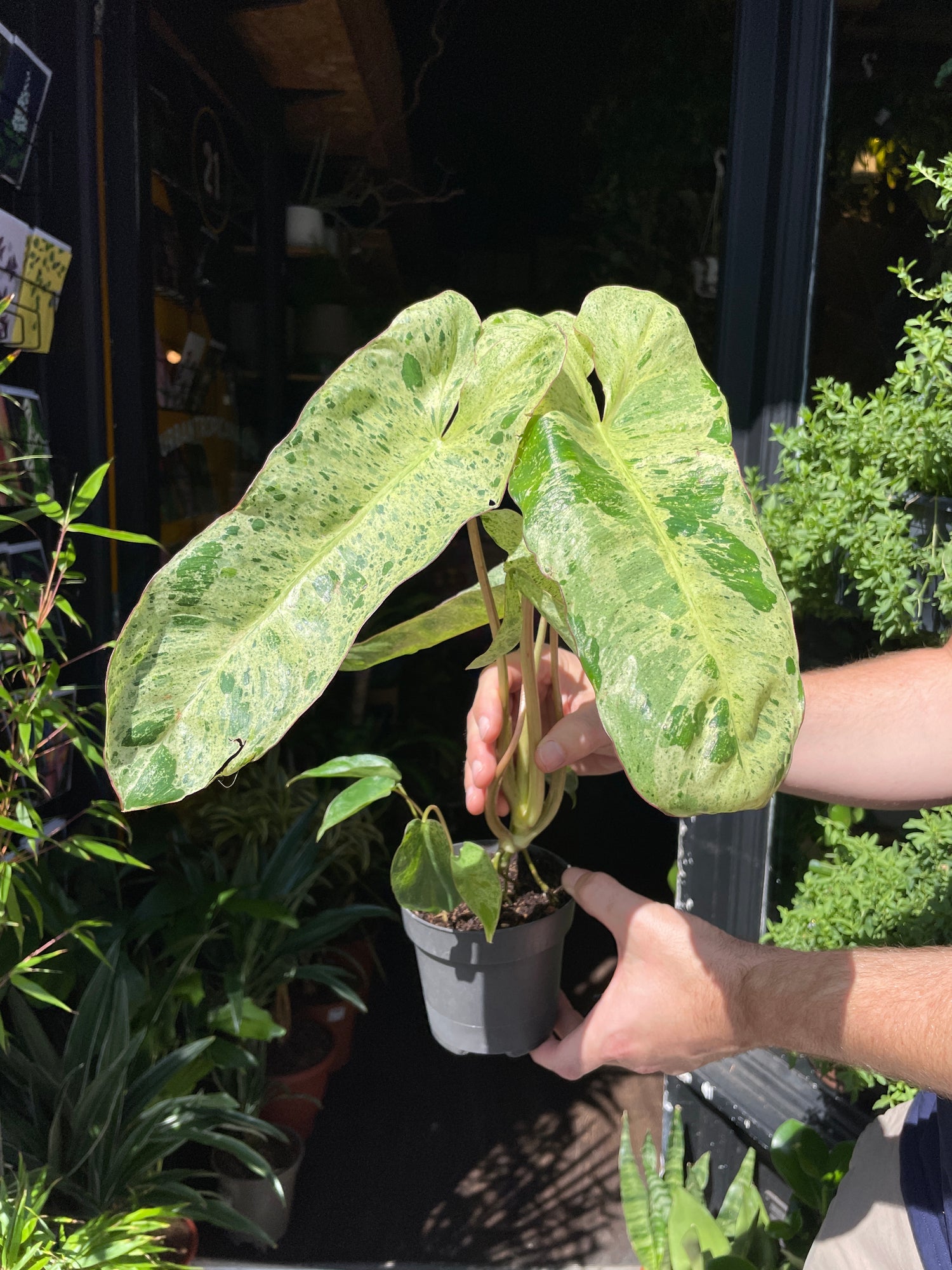 Philodendron Paraiso Verde also known as a Marina Ruby Barbosa in front of Urban Tropicana’s store in Chiswick, London