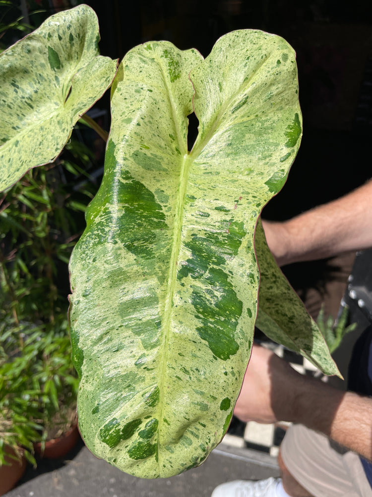 Philodendron Paraiso Verde also known as a Marina Ruby Barbosa in front of Urban Tropicana’s store in Chiswick, London