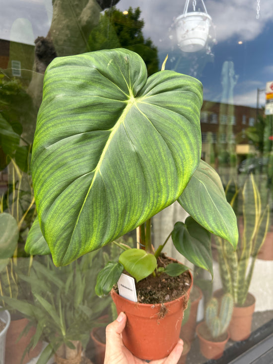 A Philodendron Pastazanum  plant in front of Urban Tropicana’s Plant Shop in Chiswick London