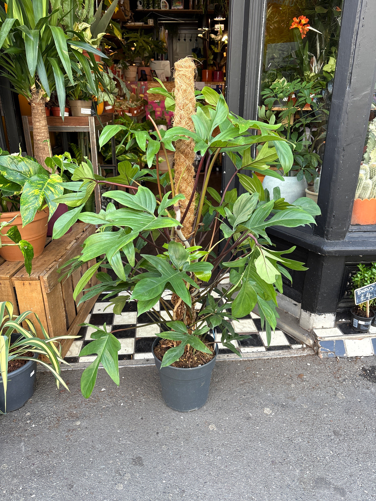 A Philodendron Pedatum on a moss pole plant in front of Urban Tropicana’s Plant Shop in Chiswick London