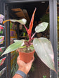 A Philodendron Pink Princess also known as a Blushing Philodendron plant in front of Urban Tropicana’s plant shop in Chiswick, London