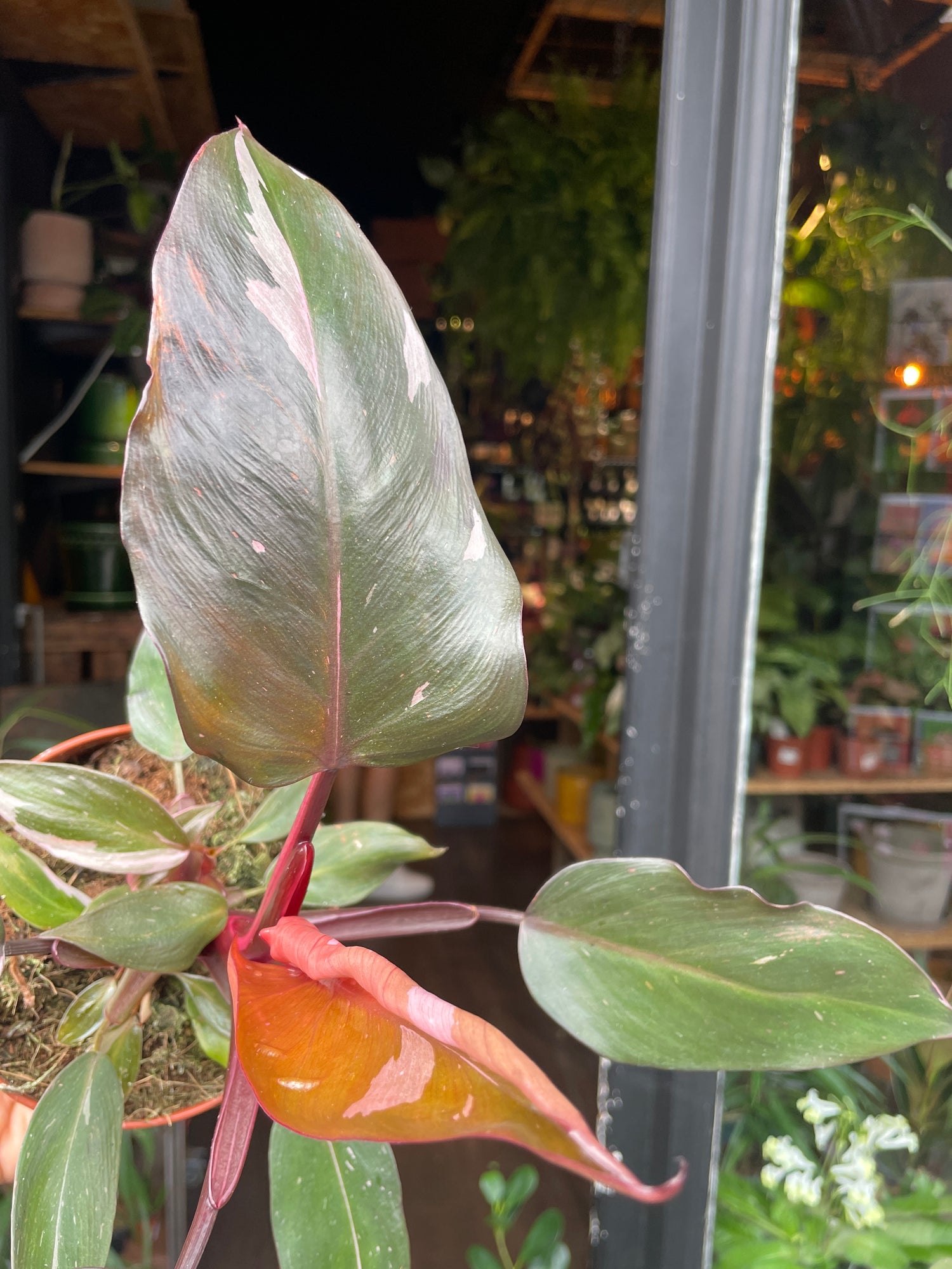 A Philodendron Pink Princess also known as a Blushing Philodendron plant in front of Urban Tropicana’s plant shop in Chiswick London 