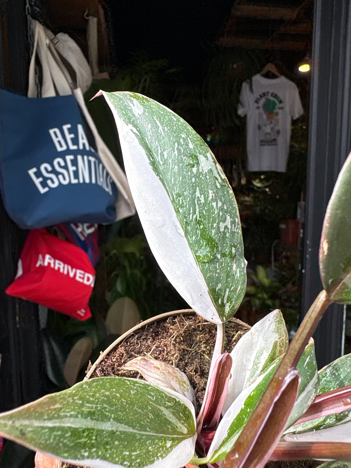 Philodendron ‘Red Anderson’ houseplant in 11cm pot outside Urban Tropicana plant shop in Chiswick, London