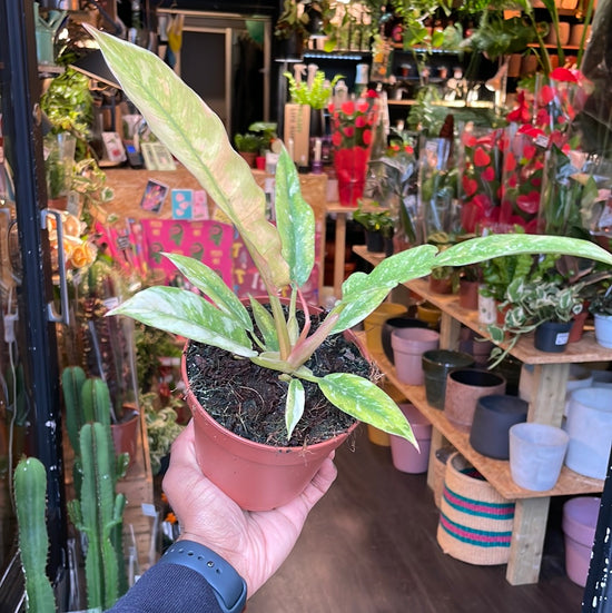 A Philodendron Ring Of Fire plant also known as a Philodendron Tortum x Wendlandii in front of Urban Tropicana&