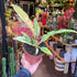 A Philodendron Ring Of Fire plant also known as a Philodendron Tortum x Wendlandii in front of Urban Tropicana&