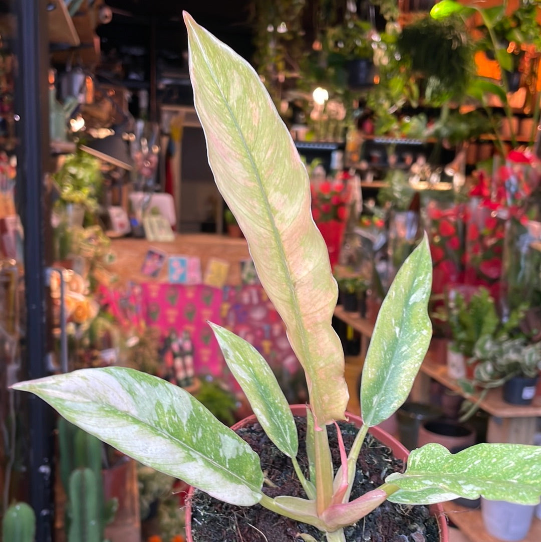 A Philodendron Ring Of Fire plant also known as a Philodendron Tortum x Wendlandii in front of Urban Tropicana&