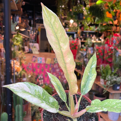A Philodendron Ring Of Fire plant also known as a Philodendron Tortum x Wendlandii in front of Urban Tropicana&