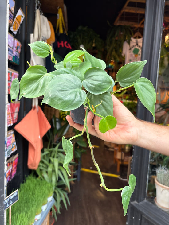 Philodendron Scandens outside Urban Tropicana’s houseplant store in Chiswick, London