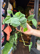 Philodendron Scandens outside Urban Tropicana’s houseplant store in Chiswick, London