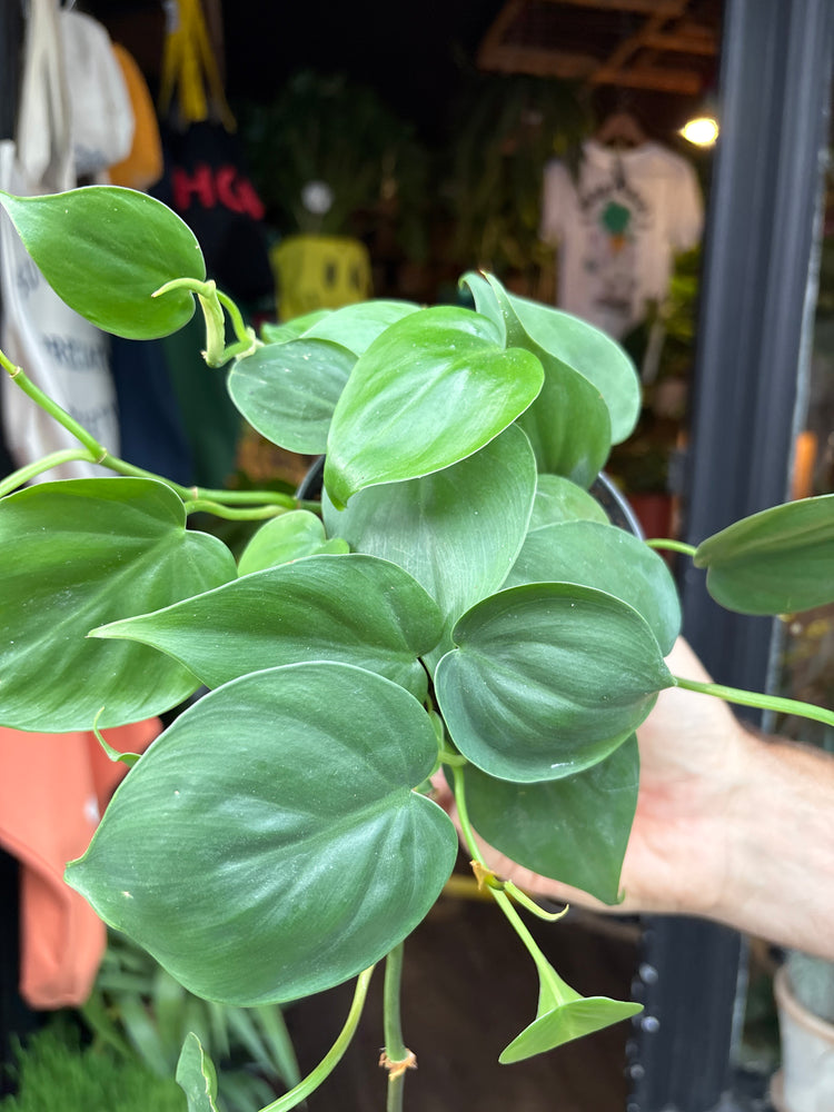 Philodendron Scandens outside Urban Tropicana’s houseplant store in Chiswick, London
