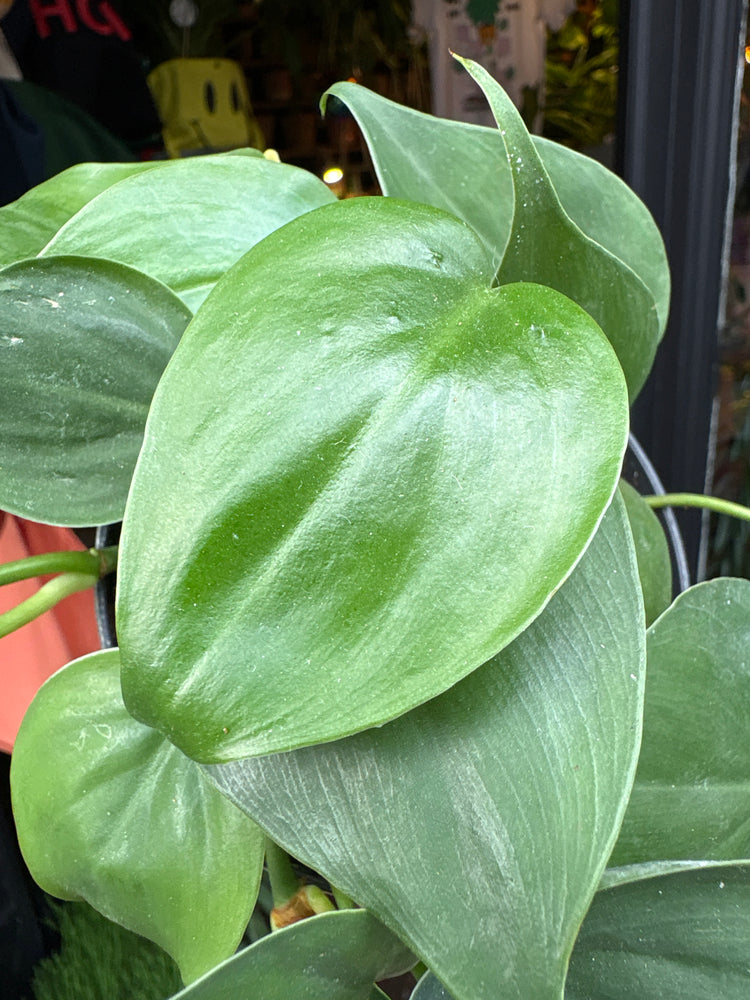 Philodendron Scandens outside Urban Tropicana’s houseplant store in Chiswick, London