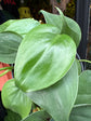 Philodendron Scandens outside Urban Tropicana’s houseplant store in Chiswick, London