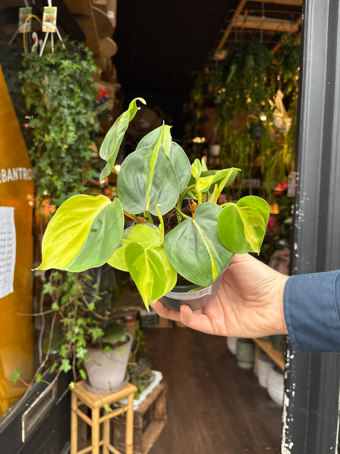 A Philodendron Scandens Brasil plant in front of Urban Tropicana&