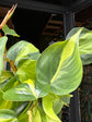 A Philodendron Scandens Brasil plant in front of Urban Tropicana&