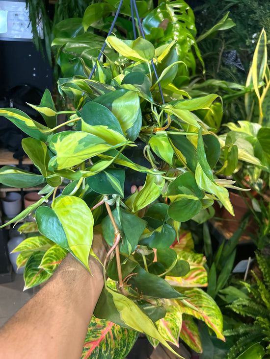 A Philodendron Scandens Brazil plant in front of Urban Tropicana’s Plant Shop in Chiswick London