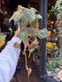 Philodendron Scandens Micans in front of Urban Tropicana&