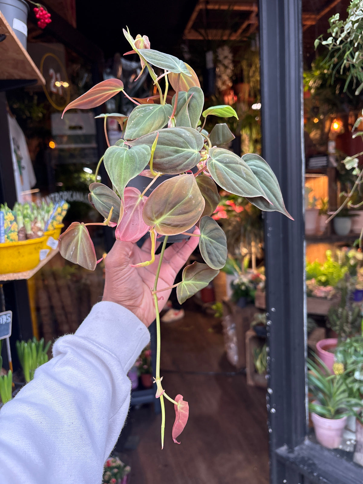 Philodendron Scandens Micans in front of Urban Tropicana&