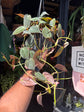 A Hanging Philodendron Scandens Micans plant in front of Urban Tropicana’s plant shop in Chiswick, London