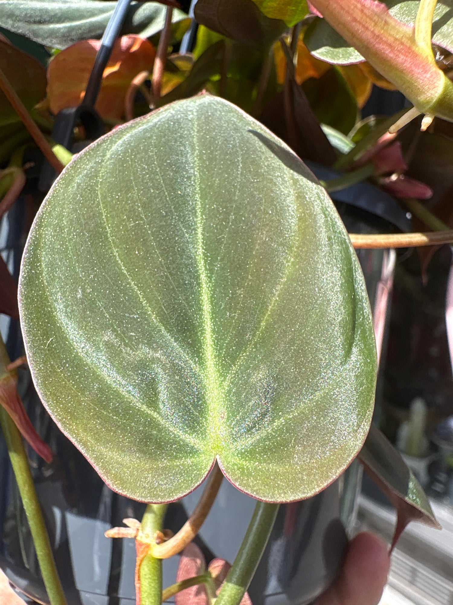 A Hanging Philodendron Scandens Micans plant in front of Urban Tropicana’s plant shop in Chiswick, London
