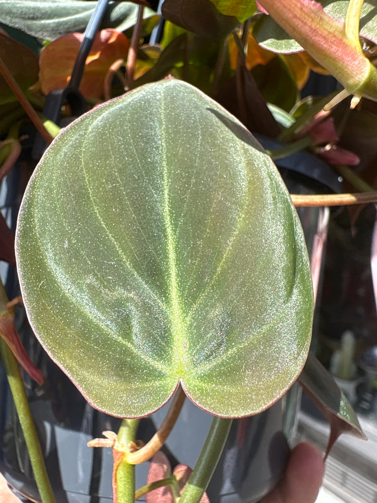 A Hanging Philodendron Scandens Micans plant in front of Urban Tropicana’s plant shop in Chiswick, London