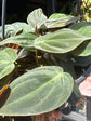 A Hanging Philodendron Scandens Micans plant in front of Urban Tropicana’s plant shop in Chiswick, London