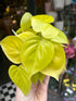 Philodendron Scandens Micans Lime plant also known as a Heart Leafed Philodendron in front of Urban Tropicana’s plant shop in Chiswick London