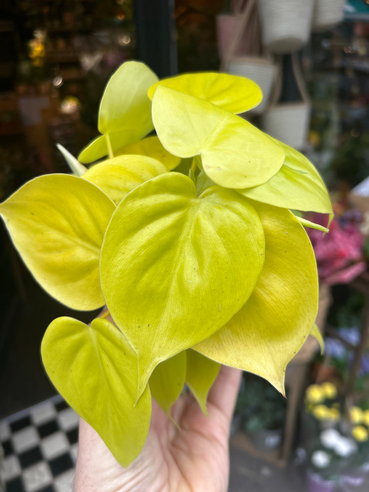 Philodendron Scandens Micans Lime plant also known as a Heart Leafed Philodendron in front of Urban Tropicana’s plant shop in Chiswick London