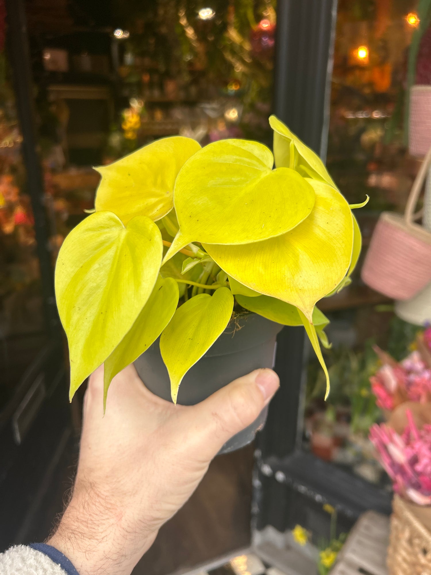 A Philodendron Scandens Micans Lime also known as a Heart Leafed Philodendron plant in front of Urban Tropicana’s plant shop in Chiswick London