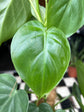 A Philodendron Scandens also known as a Pothos in front of Urban Tropicana’s plant shop in Chiswick London