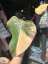 Philodendron ‘Strawberry Shake’ houseplant outside Urban Tropicana plant shop in Chiswick, London