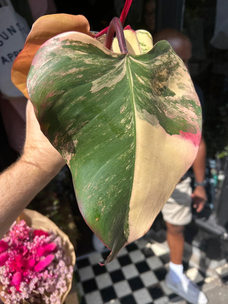Philodendron ‘Strawberry Shake’ houseplant outside Urban Tropicana plant shop in Chiswick, London