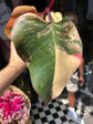 Philodendron ‘Strawberry Shake’ houseplant outside Urban Tropicana plant shop in Chiswick, London