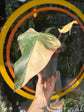 Philodendron ‘Strawberry Shake’ houseplant outside Urban Tropicana plant shop in Chiswick, London