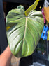 A Philodendron Summer Glory plant outside Urban Tropicana, a houseplant store in Chiswick London