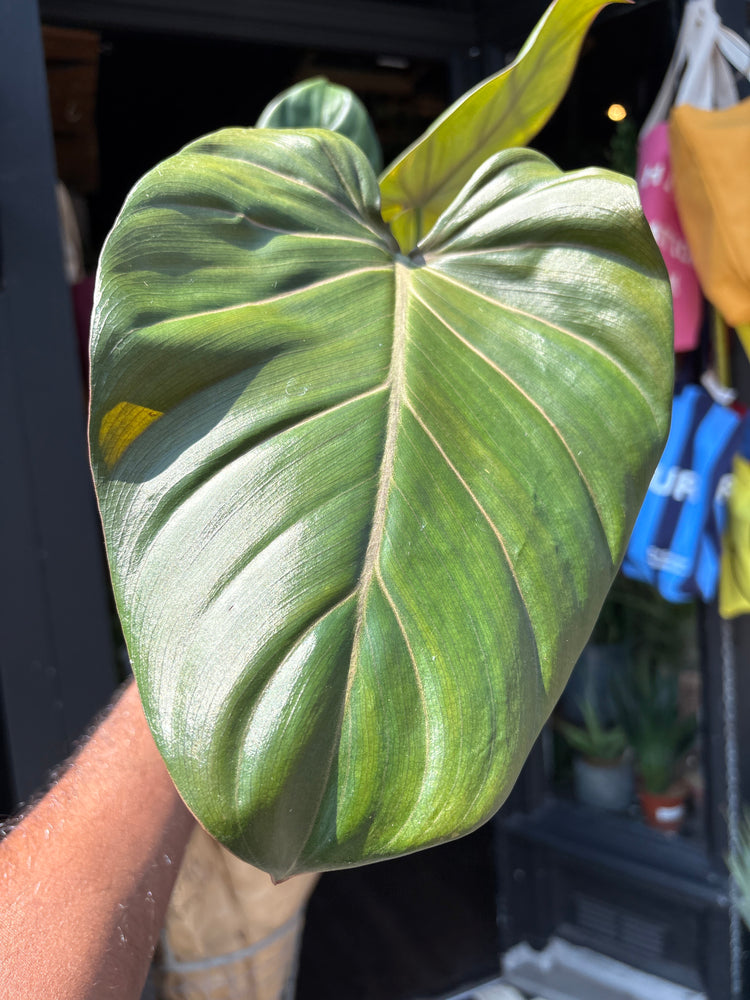A Philodendron Summer Glory plant outside Urban Tropicana, a houseplant store in Chiswick London