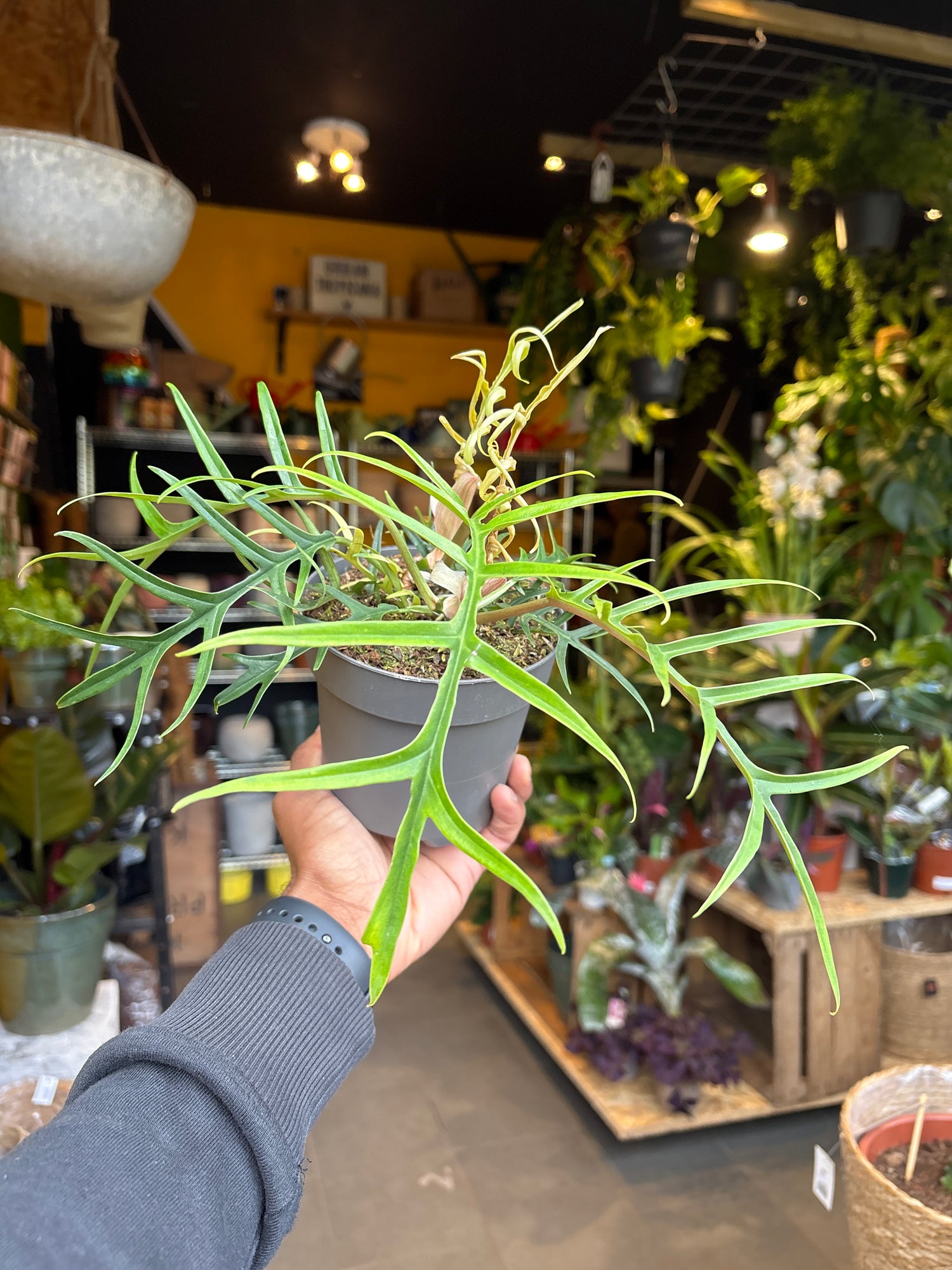 A Philodendron Tortum plant in front of Urban Tropicana’s Plant Shop in Chiswick London