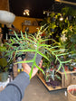 A Philodendron Tortum plant in front of Urban Tropicana’s Plant Shop in Chiswick London
