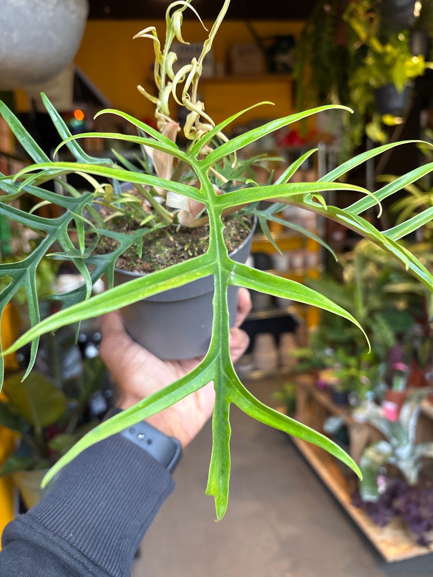 A Philodendron Tortum plant in front of Urban Tropicana’s Plant Shop in Chiswick London