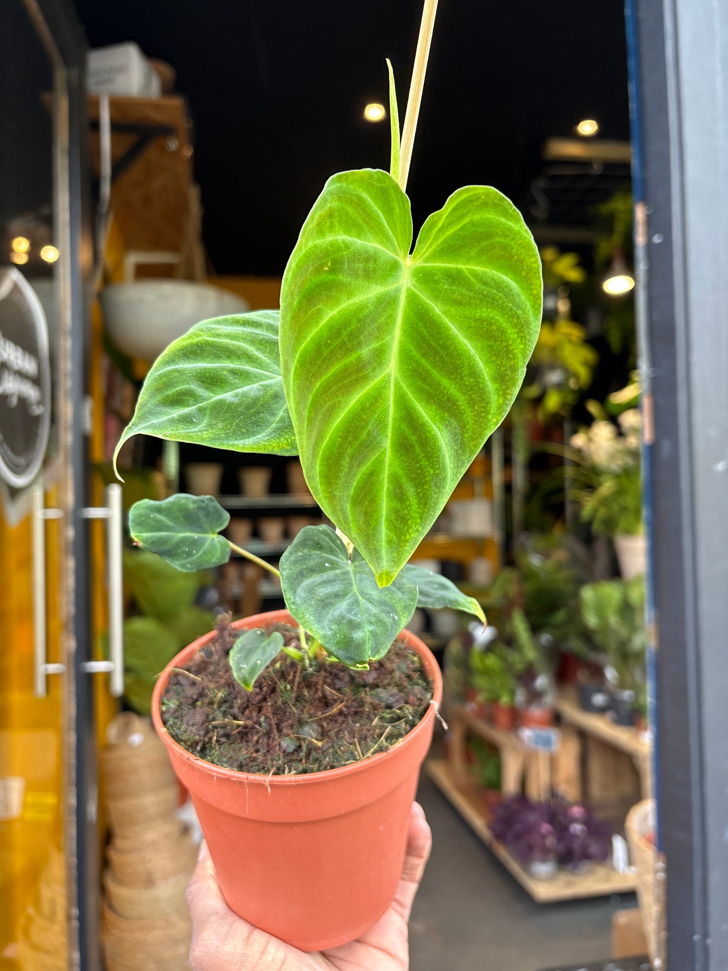 A Philodendron Verrucosum  plant in front of Urban Tropicana&