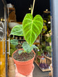 A Philodendron Verrucosum  plant in front of Urban Tropicana&