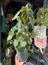 
A Philodendron Verrucosum Mosspole plant in front of Urban Tropicana’s plant shop in Chiswick, London