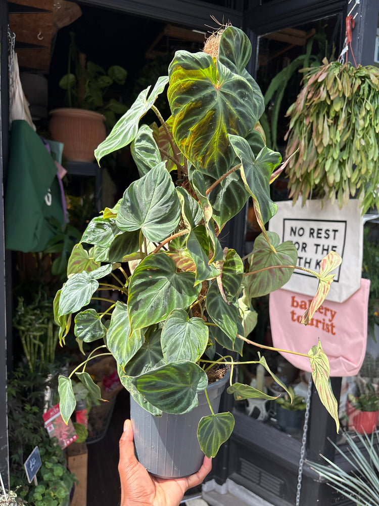 
A Philodendron Verrucosum Mosspole plant in front of Urban Tropicana’s plant shop in Chiswick, London
