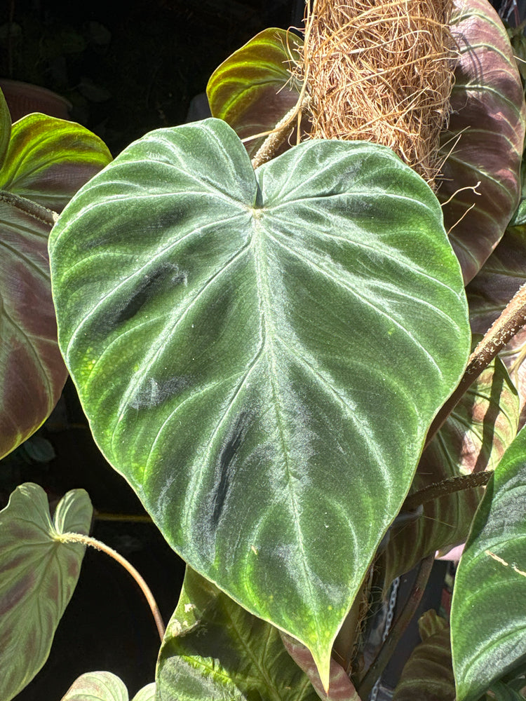 
A Philodendron Verrucosum Mosspole plant in front of Urban Tropicana’s plant shop in Chiswick, London