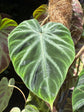 
A Philodendron Verrucosum Mosspole plant in front of Urban Tropicana’s plant shop in Chiswick, London