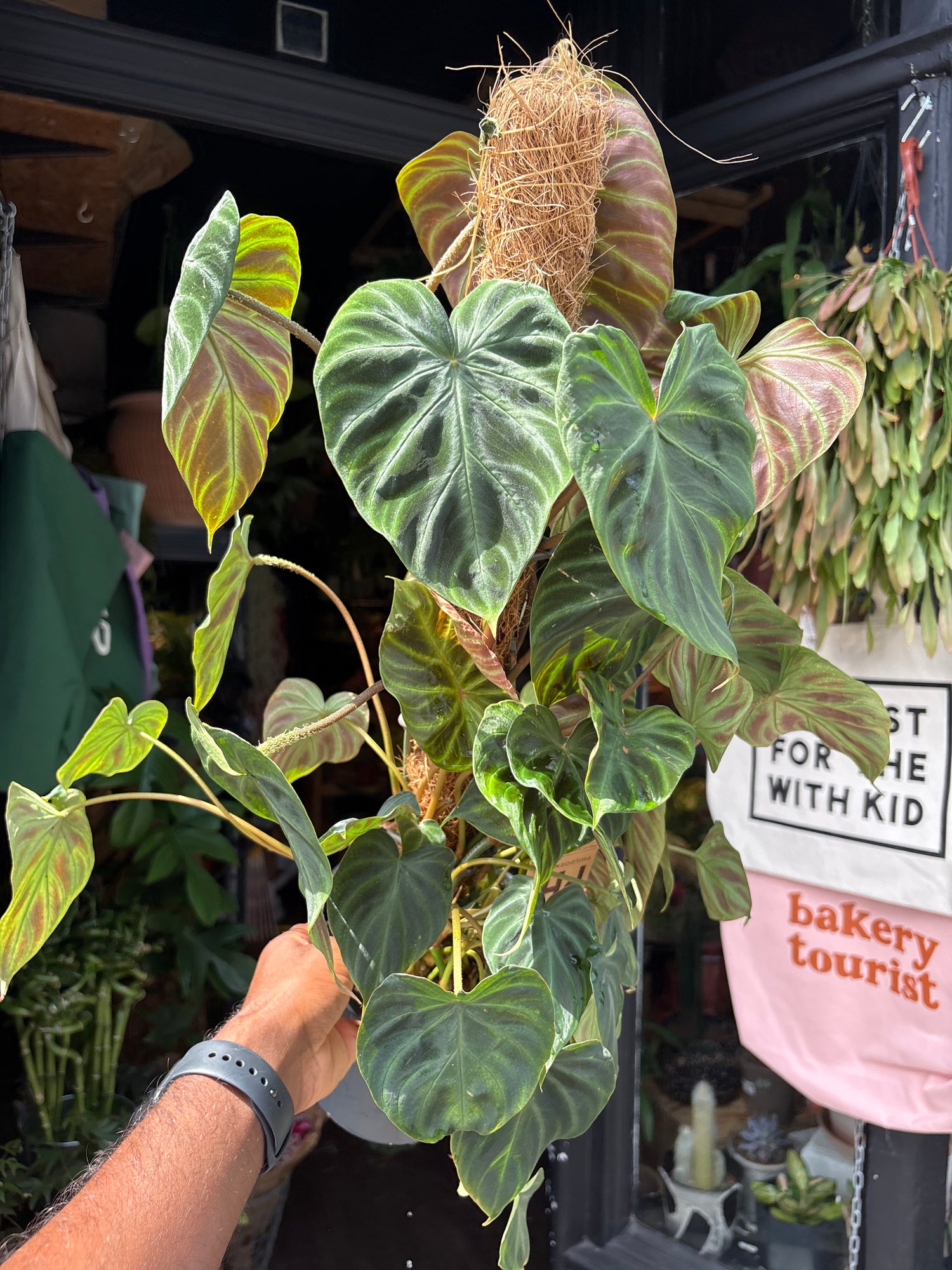 
A Philodendron Verrucosum Mosspole plant in front of Urban Tropicana’s plant shop in Chiswick, London