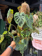 
A Philodendron Verrucosum Mosspole plant in front of Urban Tropicana’s plant shop in Chiswick, London