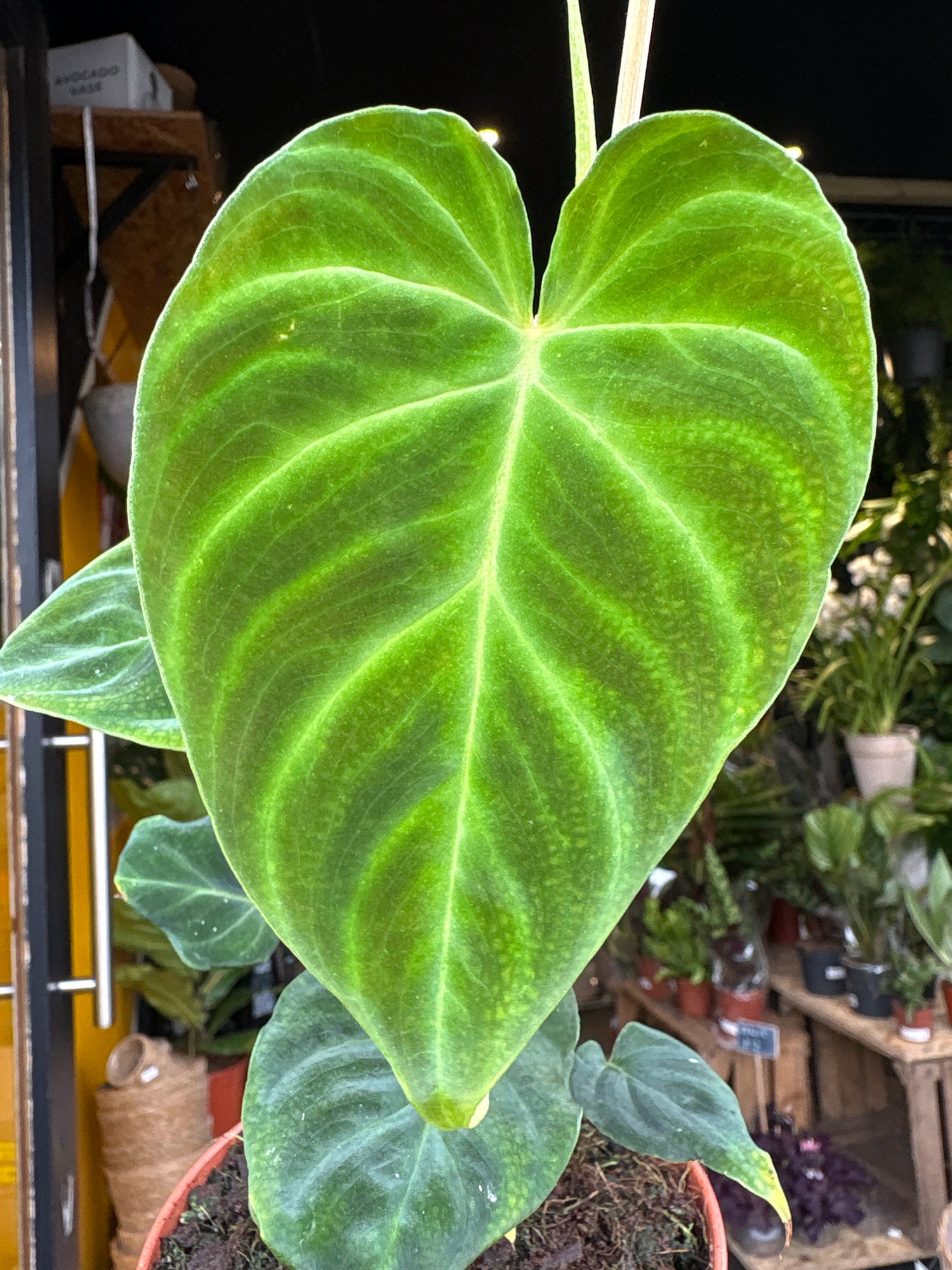 A Philodendron Verrucosum  plant in front of Urban Tropicana&