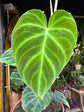 A Philodendron Verrucosum  plant in front of Urban Tropicana&